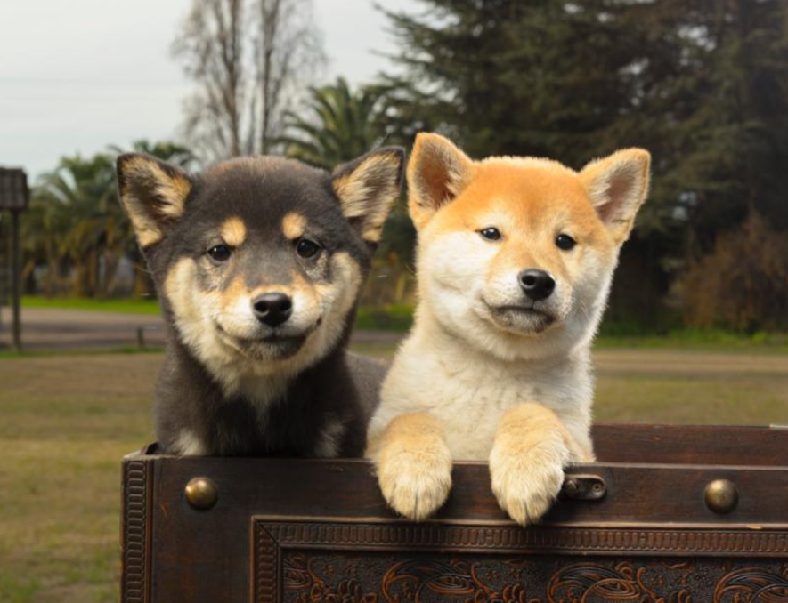 SHIBA-A